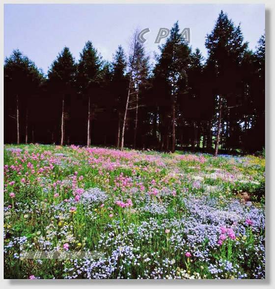 2006《草原风情》坝上摄影采风活动通知－报名帖