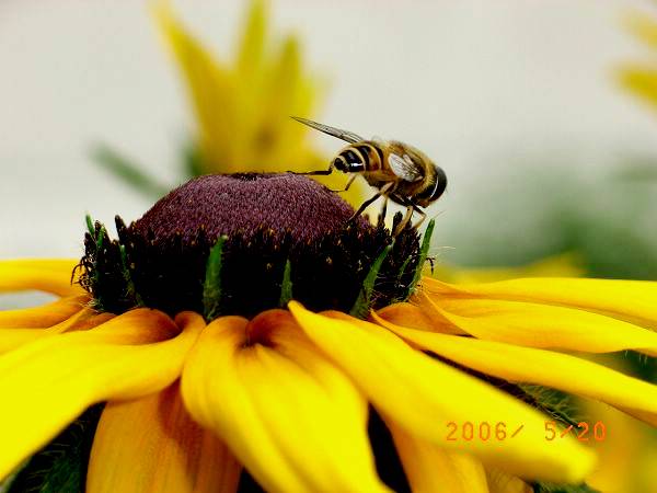 [原创]我的第一次小花小草