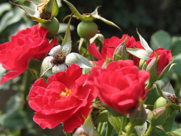 [原创]在楼下的花园里拍的，请大家多提意见！