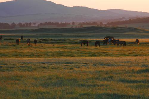 坝上行[马的世界]
