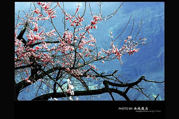 西风瘦马作品---太行春色