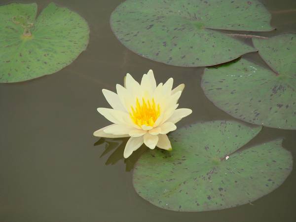听莲花开的声音