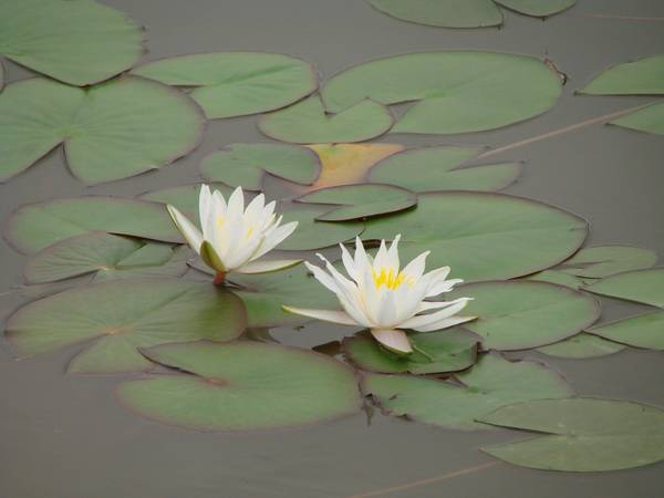 听莲花开的声音