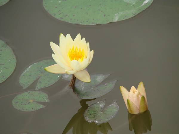听莲花开的声音