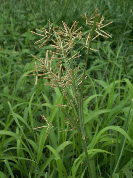 野花