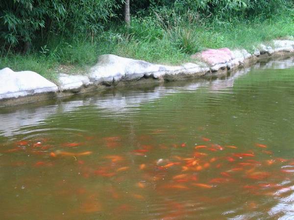 雨中的绿色庄园
