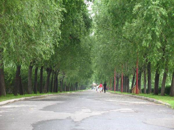 雨中的绿色庄园