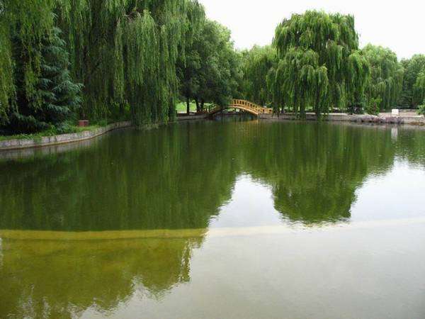 雨中的绿色庄园