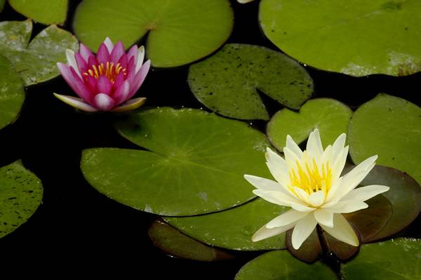 [原创]濮上园拍荷花