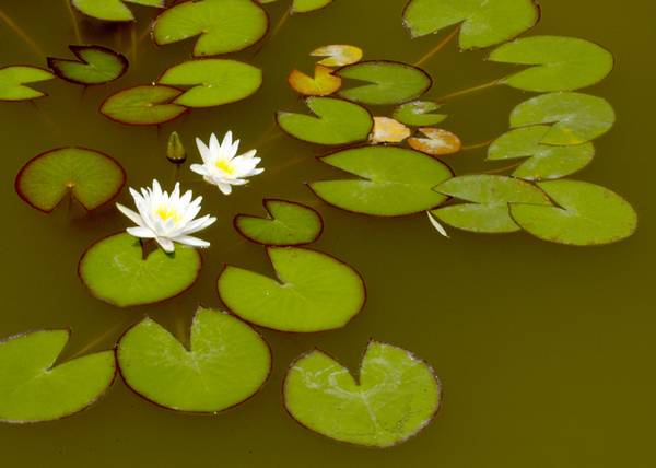 [原创]濮上园拍荷花