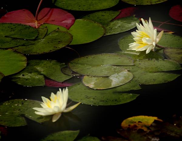[原创]濮上园拍荷花