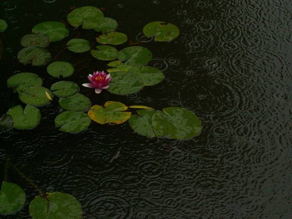 雨中荷