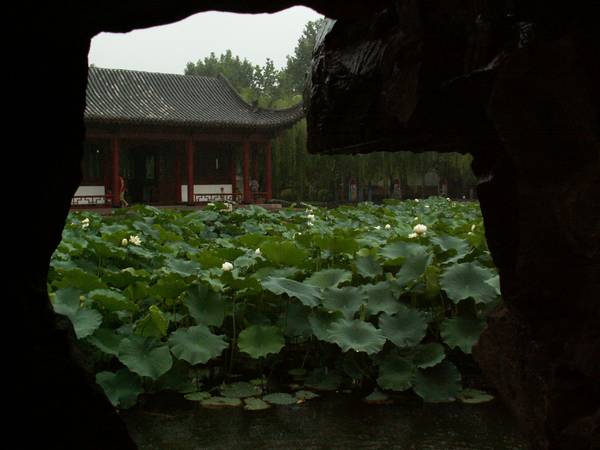雨中荷