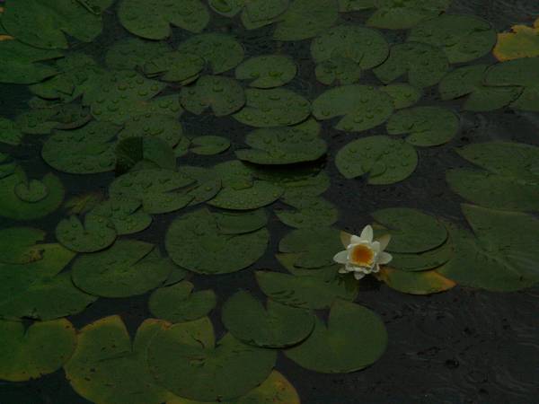 雨中荷