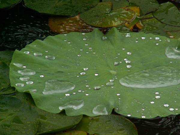 雨中荷