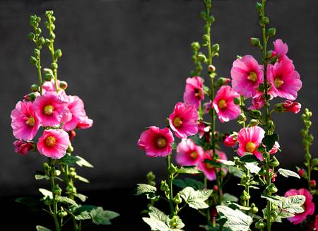 花