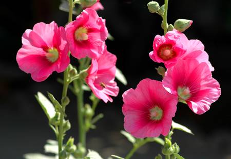 花