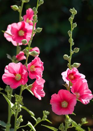 花