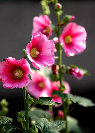 花