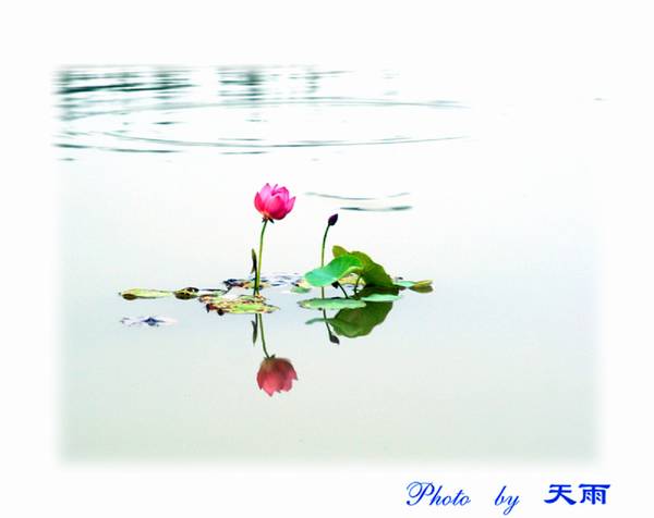 清风荷影