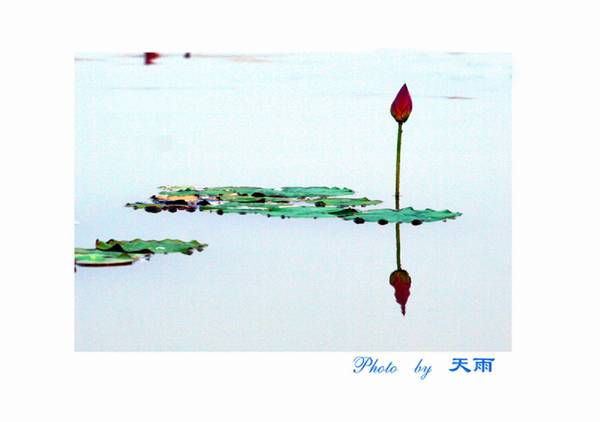 清风荷影