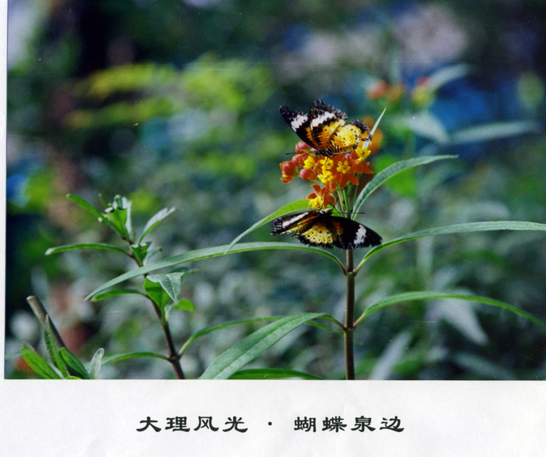 走马观花云贵行