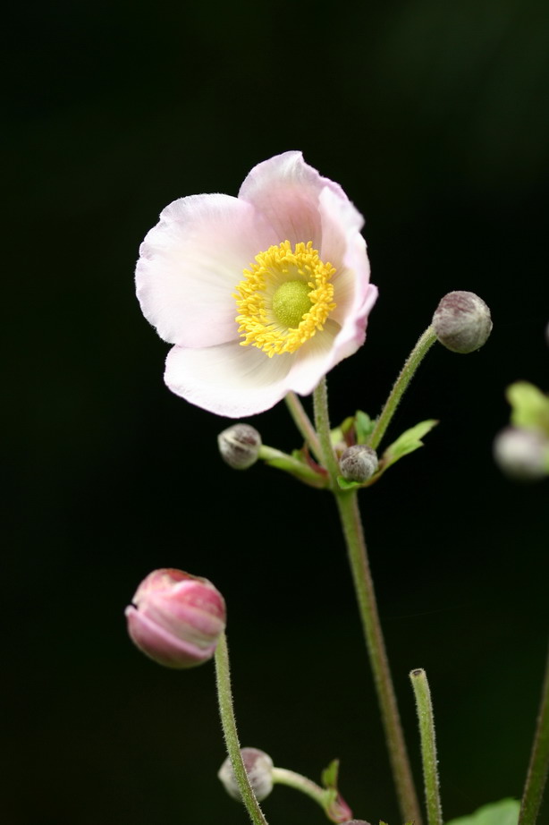 路边的野花