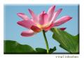 孤芳不自赏