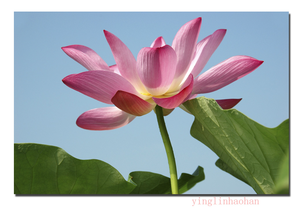 孤芳不自赏