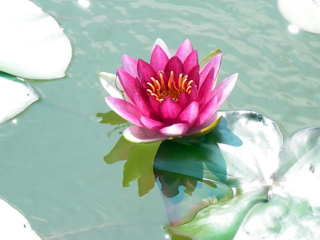 [原创]第一次拍荷花