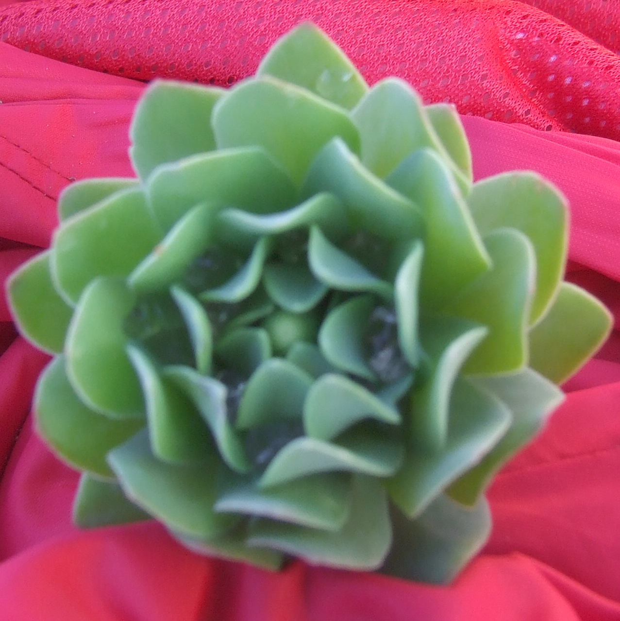 百花丛中的一粟