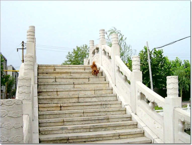 爱犬嘟嘟