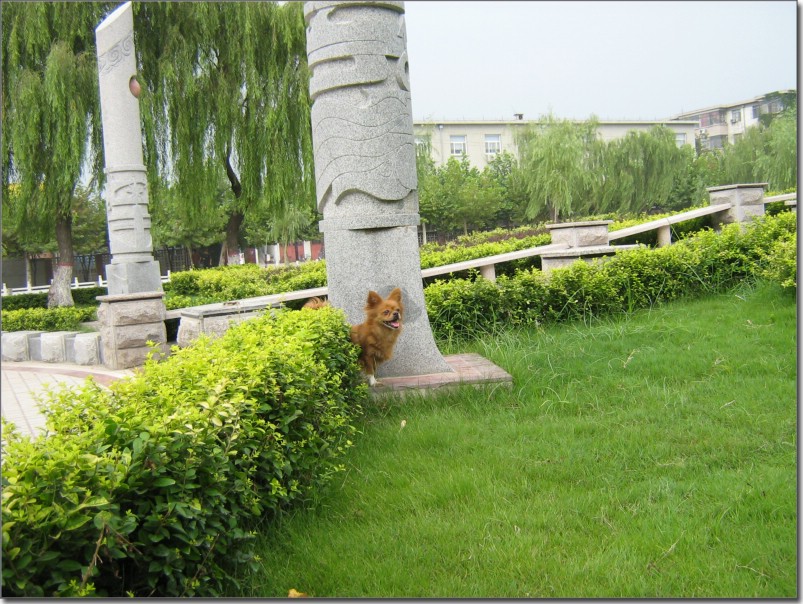 爱犬嘟嘟