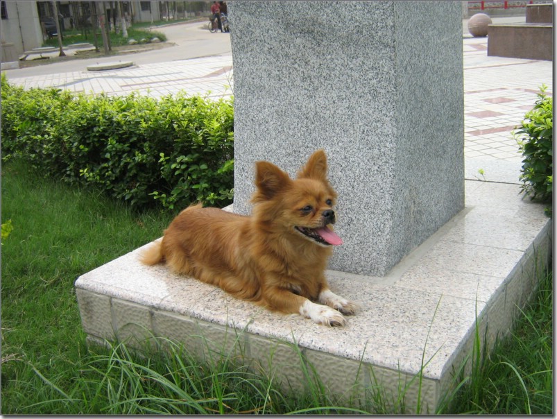 爱犬嘟嘟