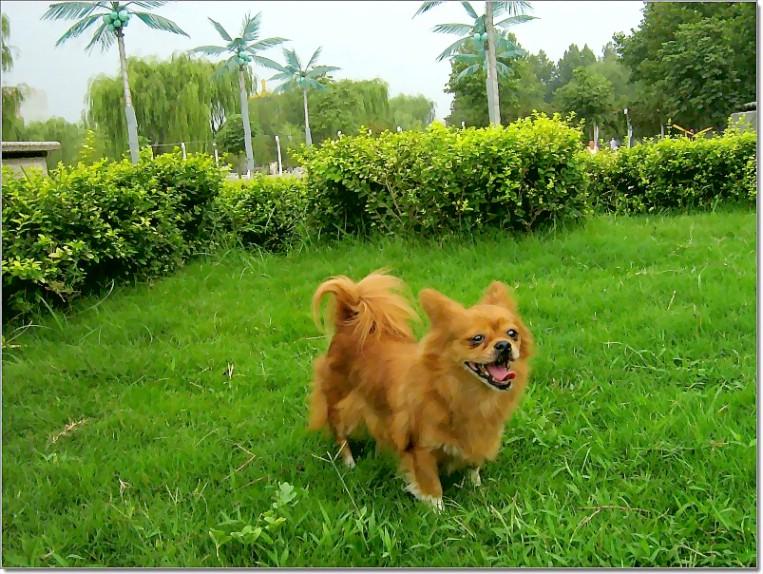 爱犬嘟嘟