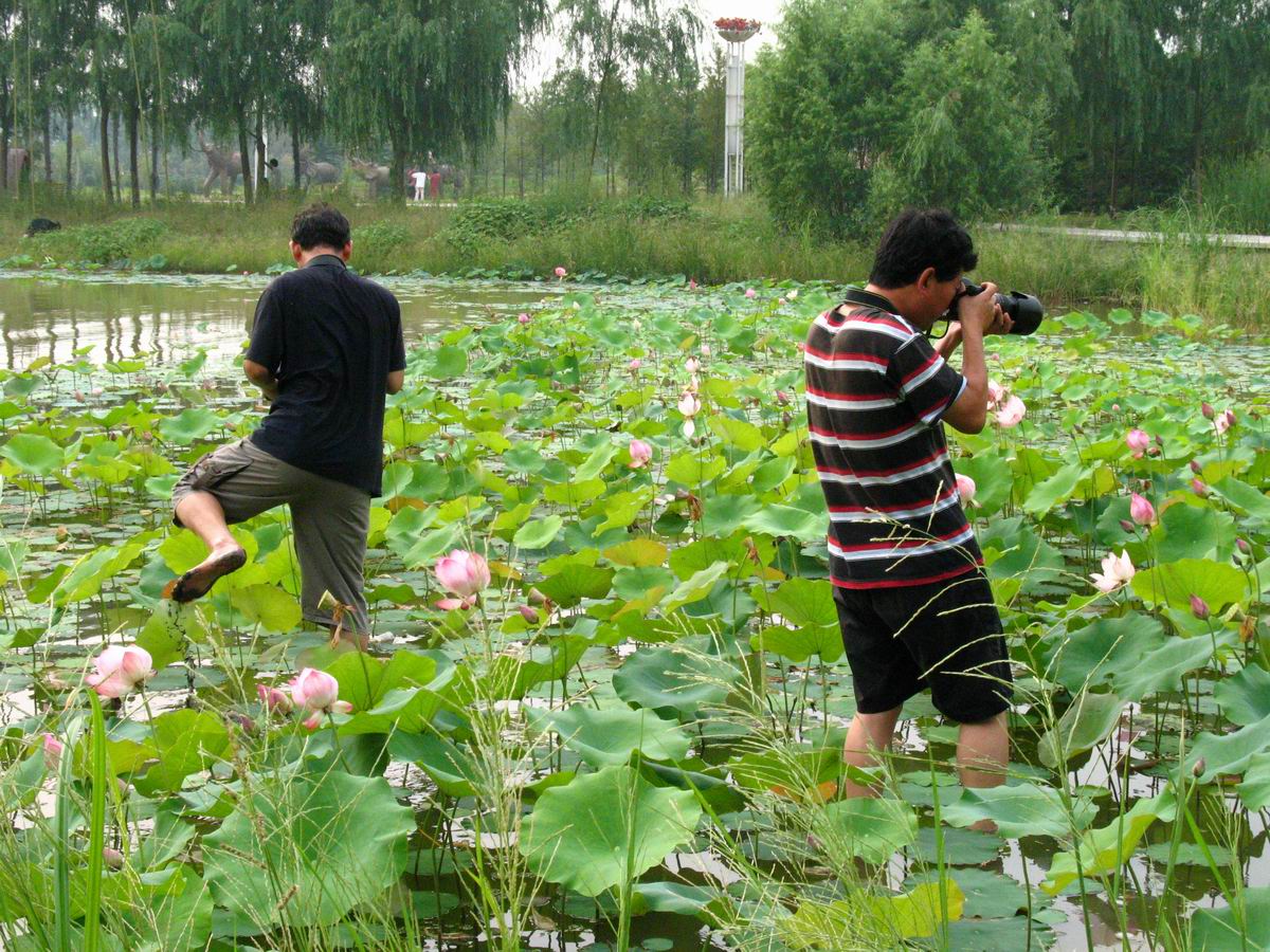 濮上园荷花采风