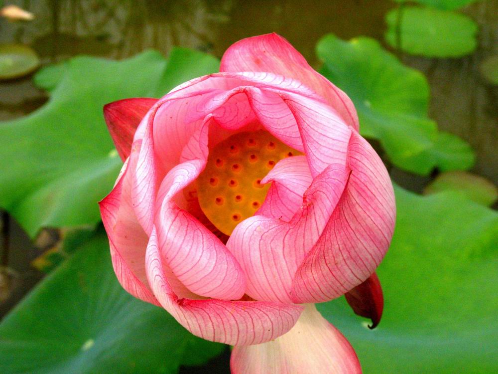 荷花与叶
