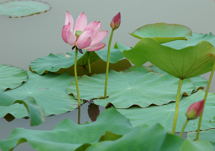 [原创]也发几张荷花