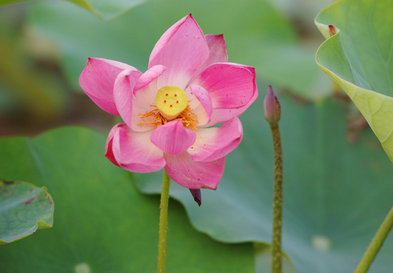 [原创]也发几张荷花