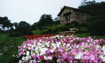 花景一组
