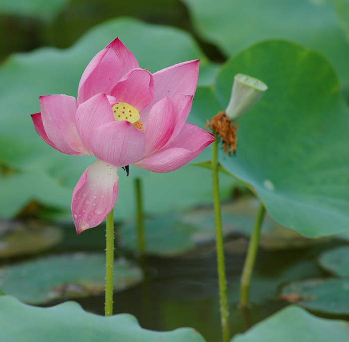[原创]也发几张荷花