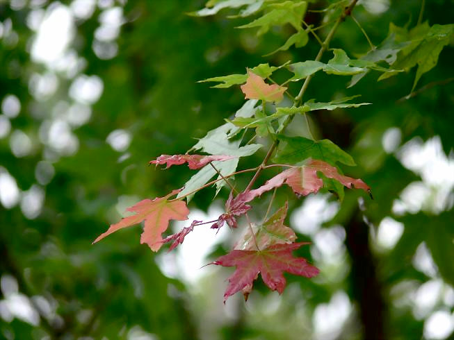 [原创]刚注册,试发两张,请各位指导