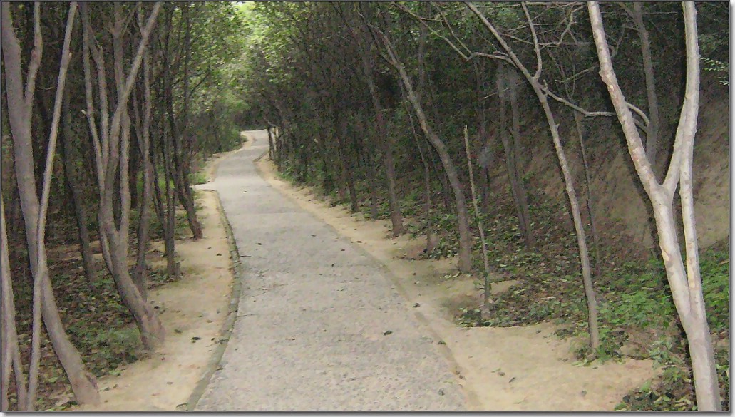 木桥.山 路