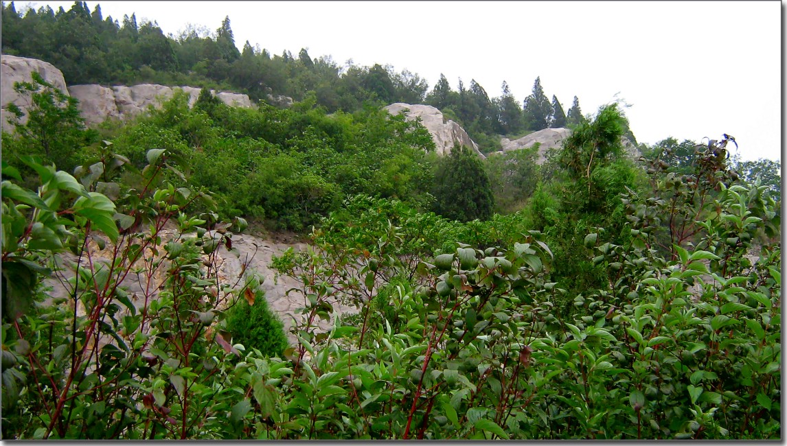 毛毛雨中的大仳山景色