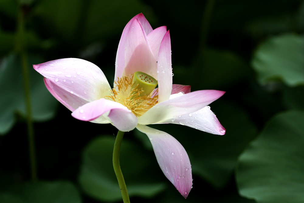 [原创]荷花一组