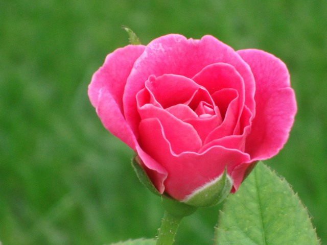 一组月季花