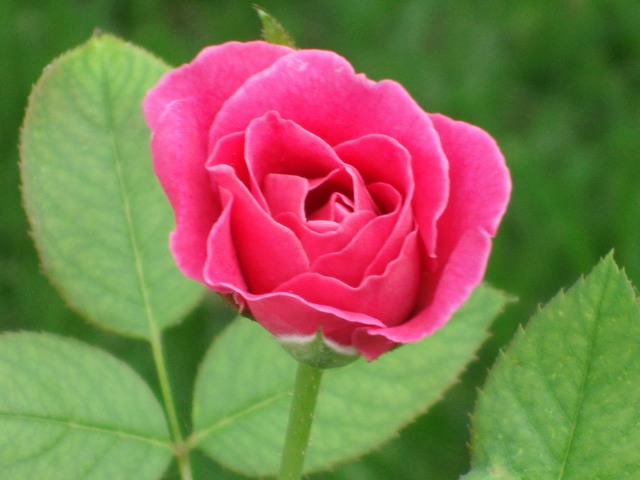 一组月季花