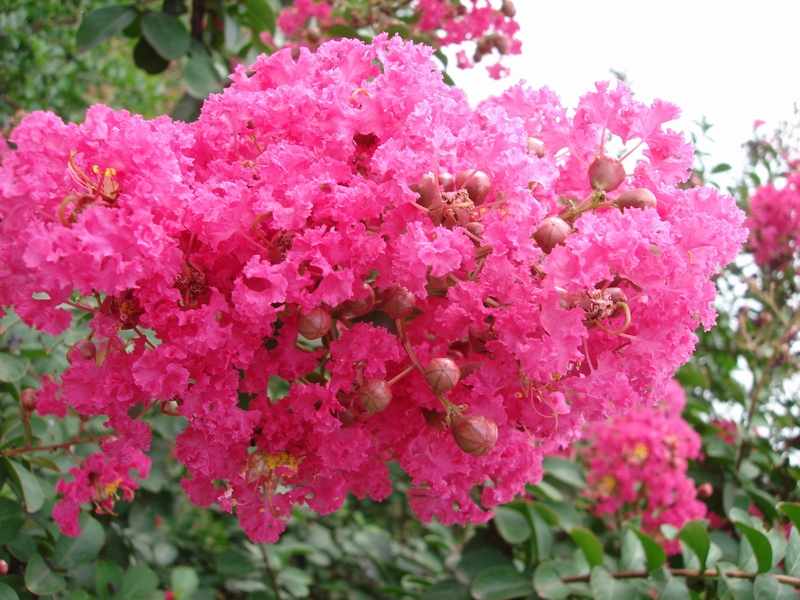 花团锦簇