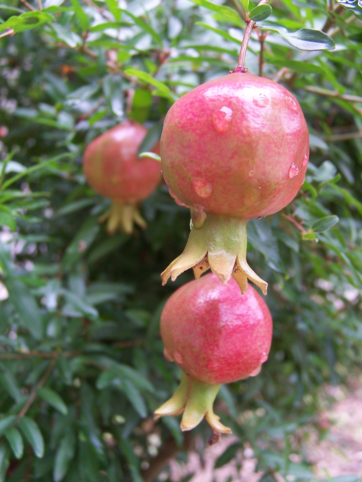 花卉