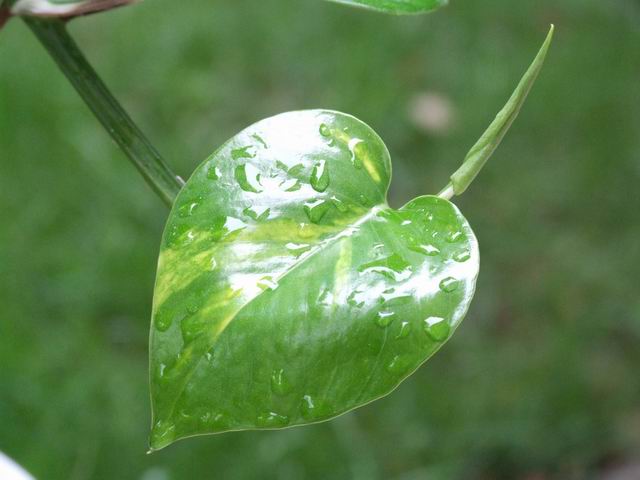 雨后小叶